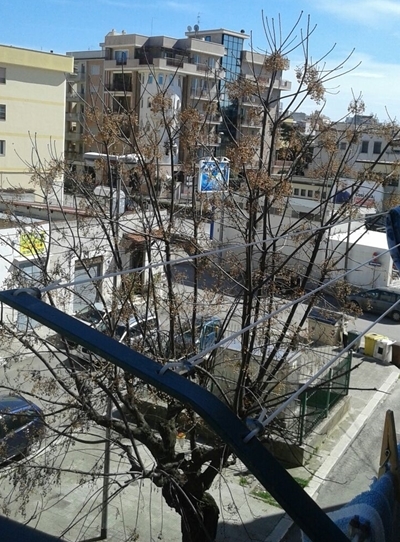 In piazza Martiri di Belfiore i rami degli alberi sono più alti dei palazzi