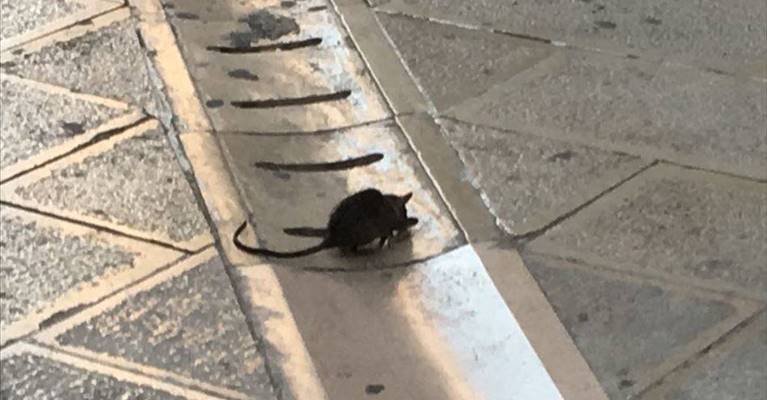 Un topo a spasso su via San Benedetto