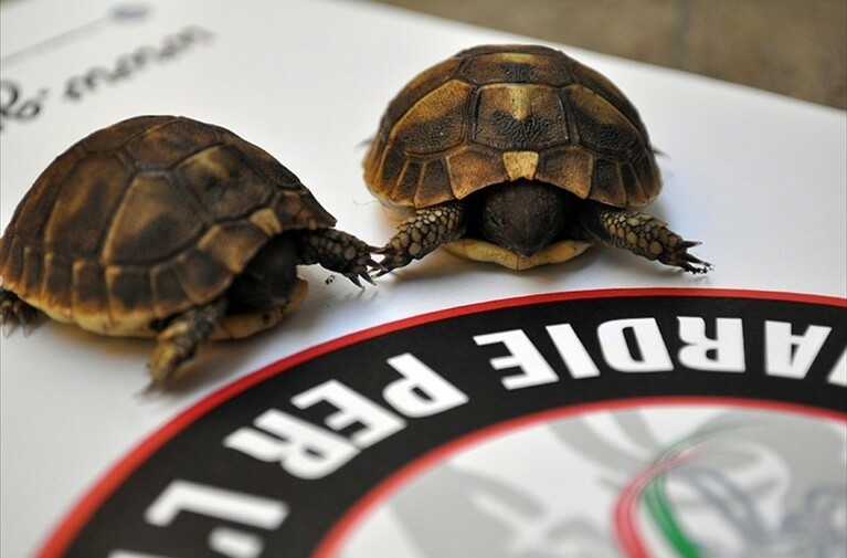 Due tartarughe in letargo salvate dalle Guardie per l’ambiente