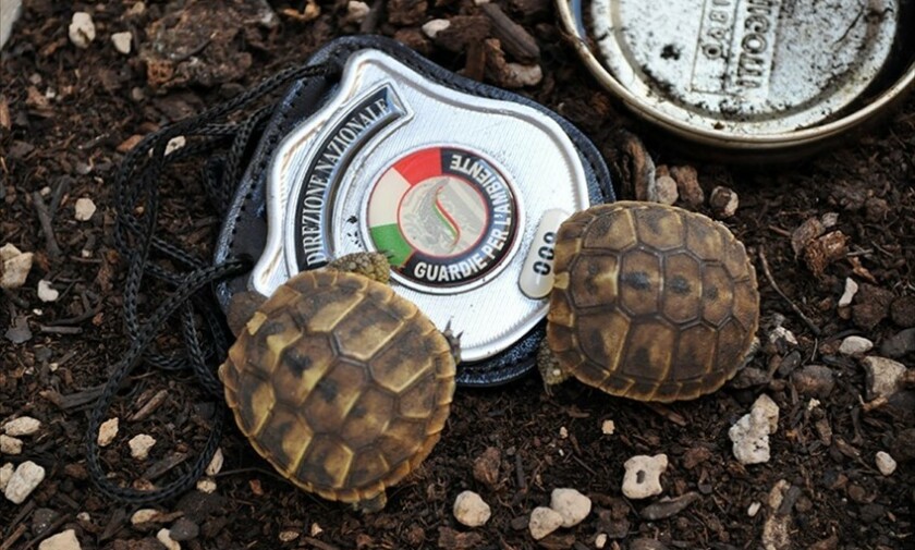 Due tartarughe in letargo salvate dalle Guardie per l’ambiente