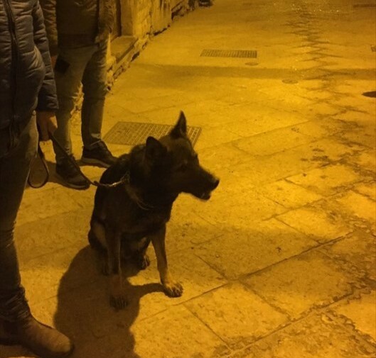 cani e poliziotti setacciano il centro storico​