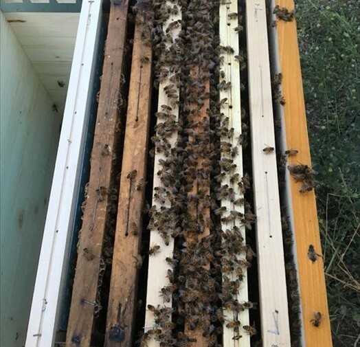 Recuperato sciame con 15mila api
