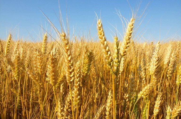 Il percorso del grano