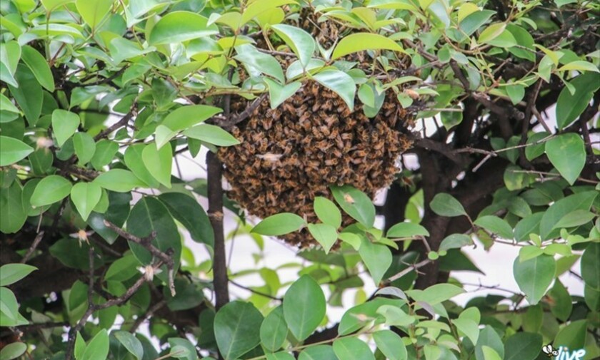 Sciame d'api nella siepe di viale Vittorio Veneto