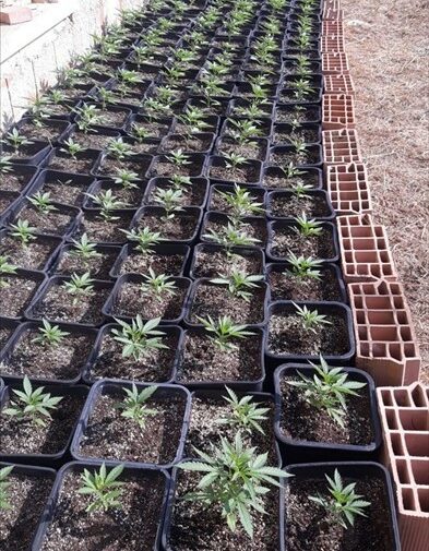 Sequestrate 850 piante di marijuana ai piedi del Castello: valevano 4 milioni di euro