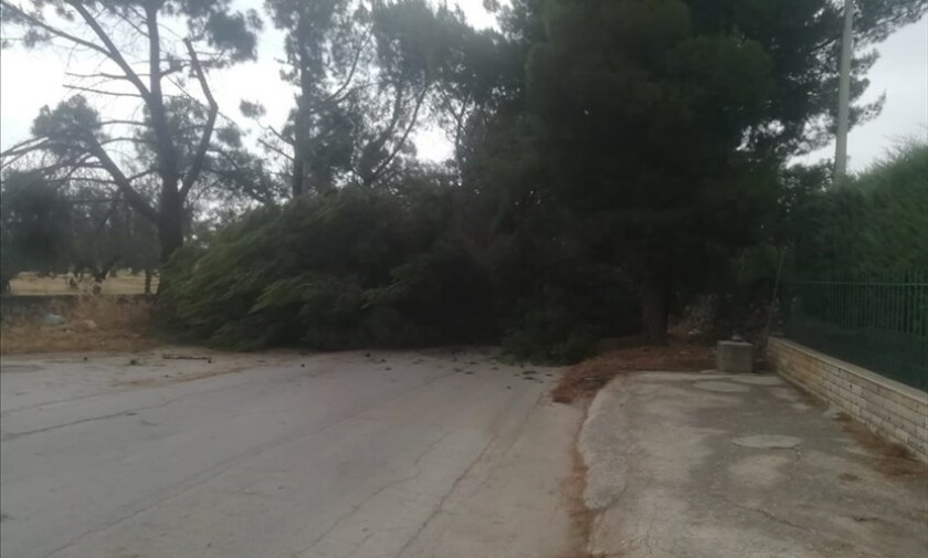 grosso albero cade su via Bracco