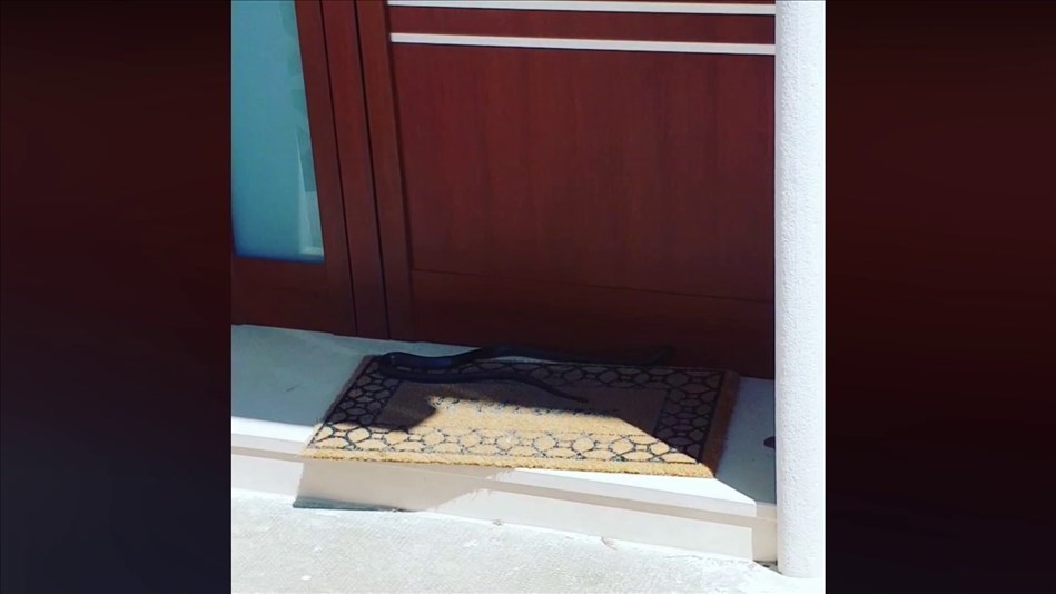 Ci risiamo: avvistato un altro serpente in città
