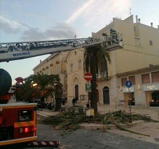 Cade un ramo di palma in corso Mazzini