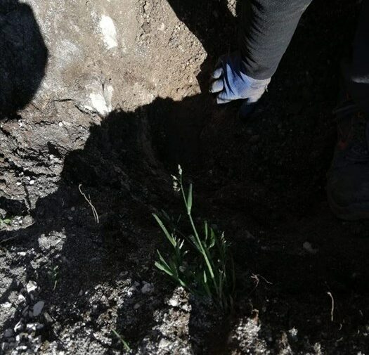 Bambini e residenti piantano due carrubi in largo Abbazia
