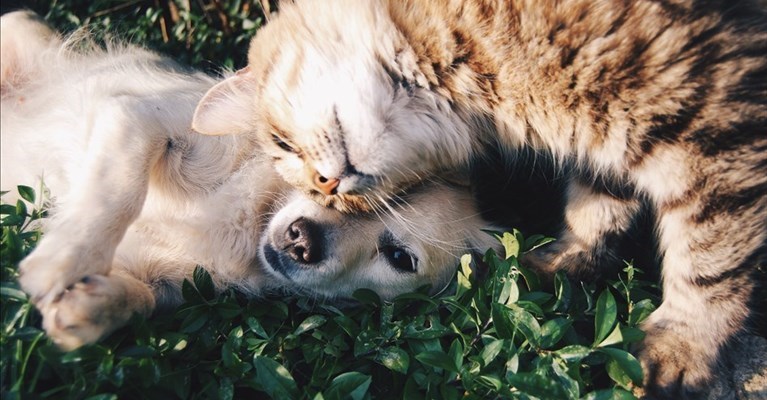 Un "gelato di beneficenza" per gatti e cani accuditi da Amore a Quattrozampe