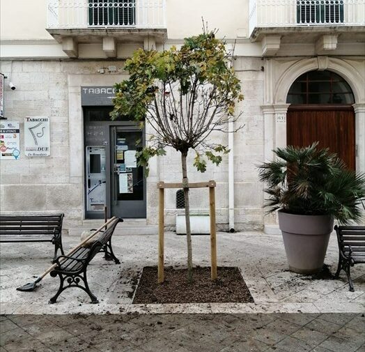 Due nuovi alberi fanno capolino su via Duomo. Sono gli aceri donati da alunni