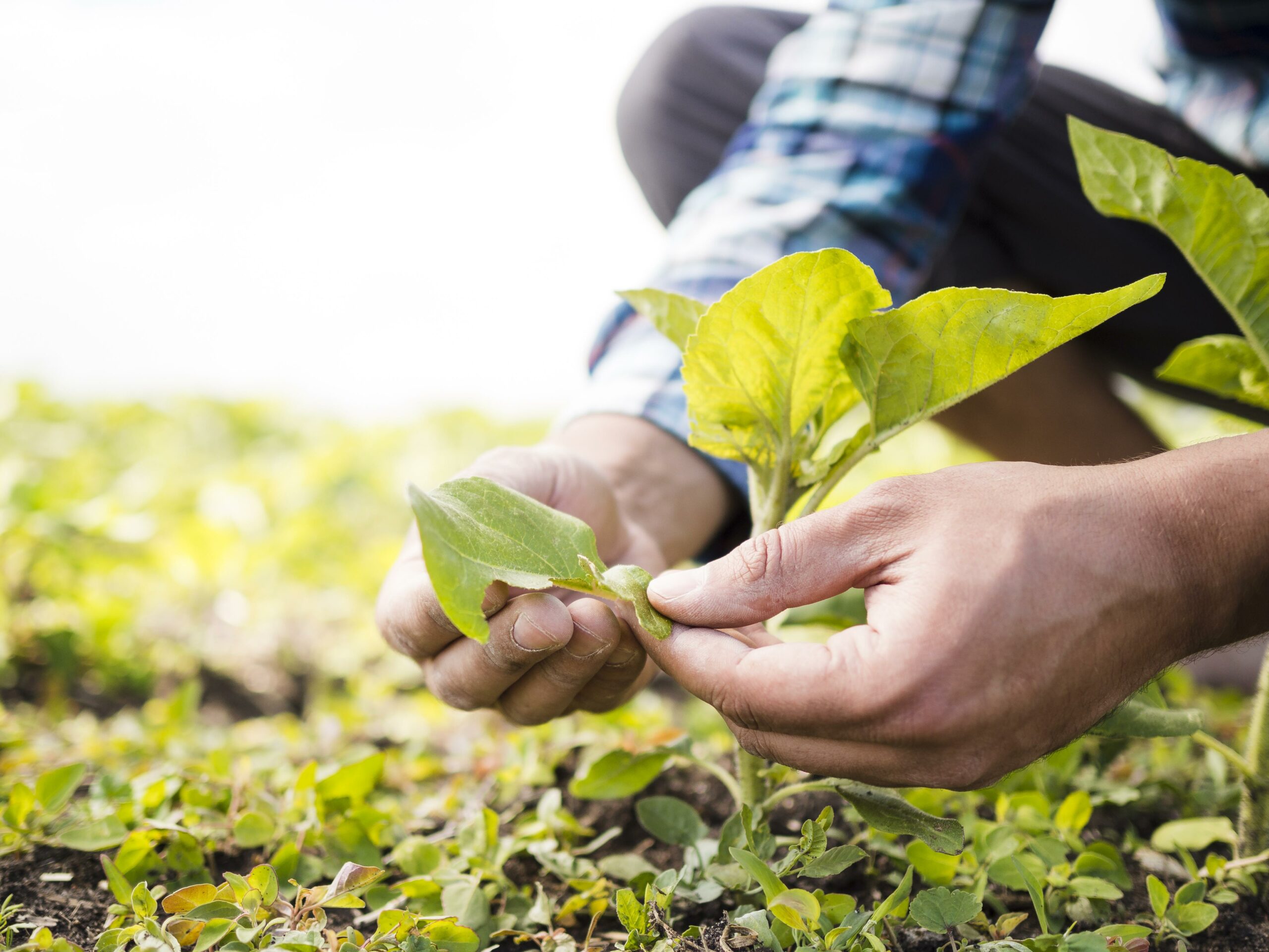 Agricoltura in crisi, Fratelli d’Italia Corato apre il confronto su PAC e fertilizzanti