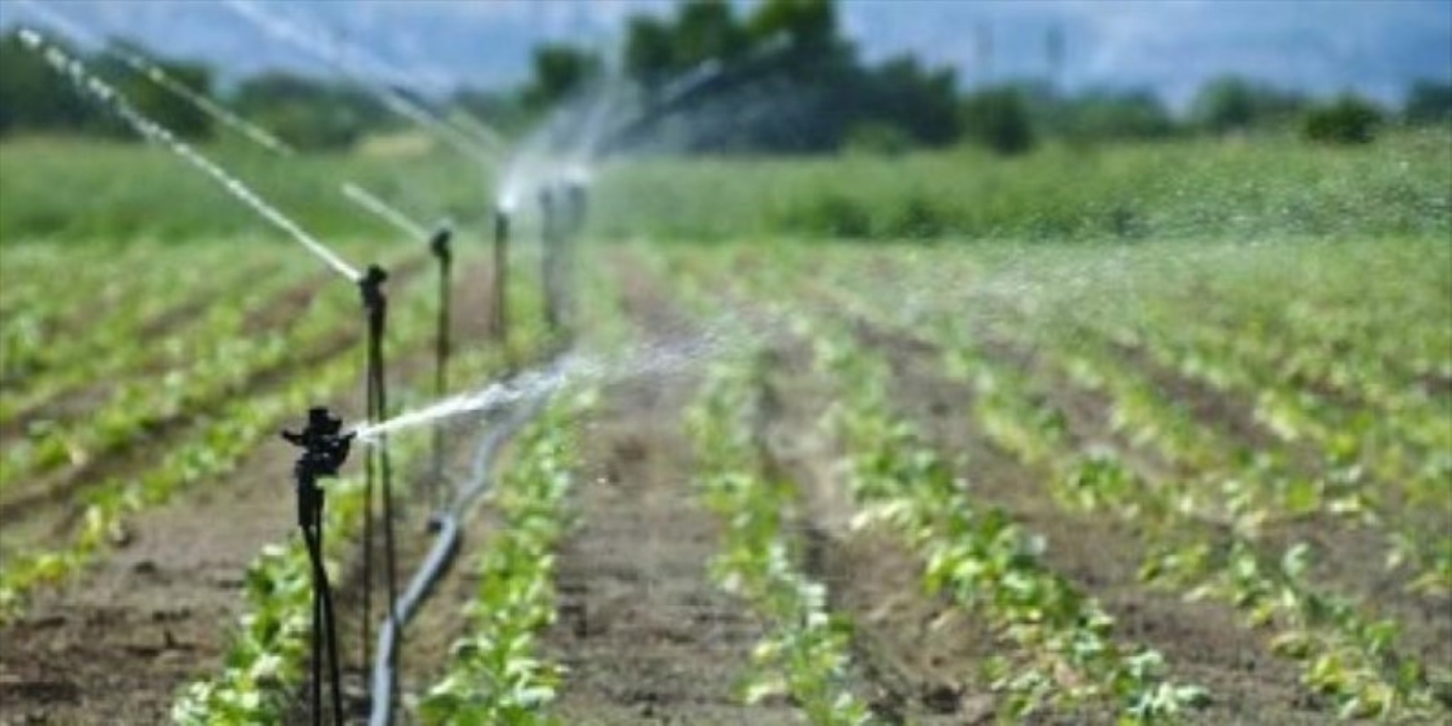 Agricoltura: scatta l’obbligo del Quaderno di campagna digitale