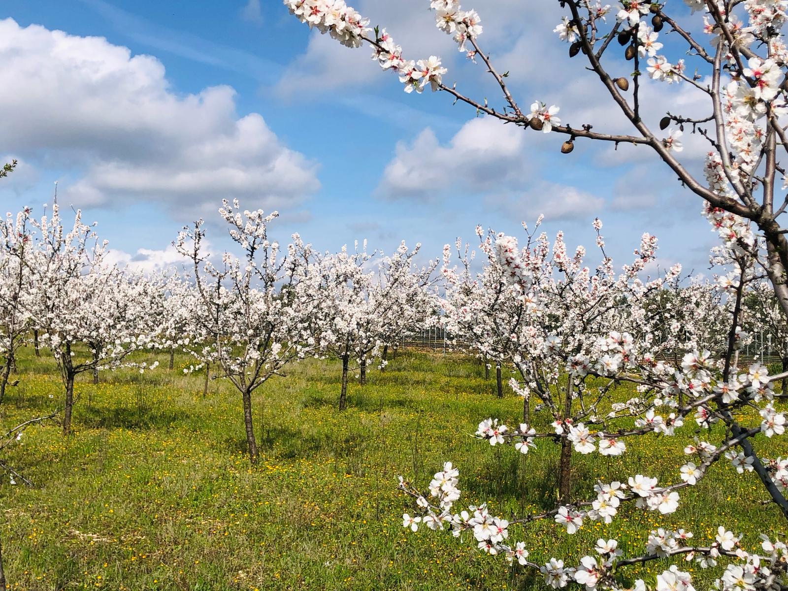 Maggio in fiore “fuori porta”: storia, colori e profumi dei tratturi fioriti della Murgia