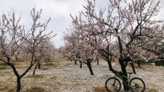 Le atmosfere fatate dei mandorli in fiore