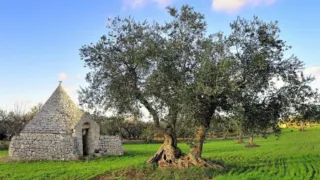 Agricoltura e Made in Italy: il PD porta in consiglio comunale una mozione per il rilancio del comparto