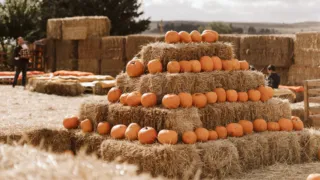 Festival d’Autunno alla Masseria Tarantini: cinque domeniche nel cuore dell’Alta Murgia
